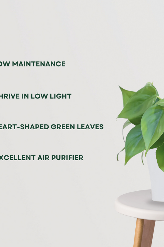 Oxycardium philodendron indoor vine
