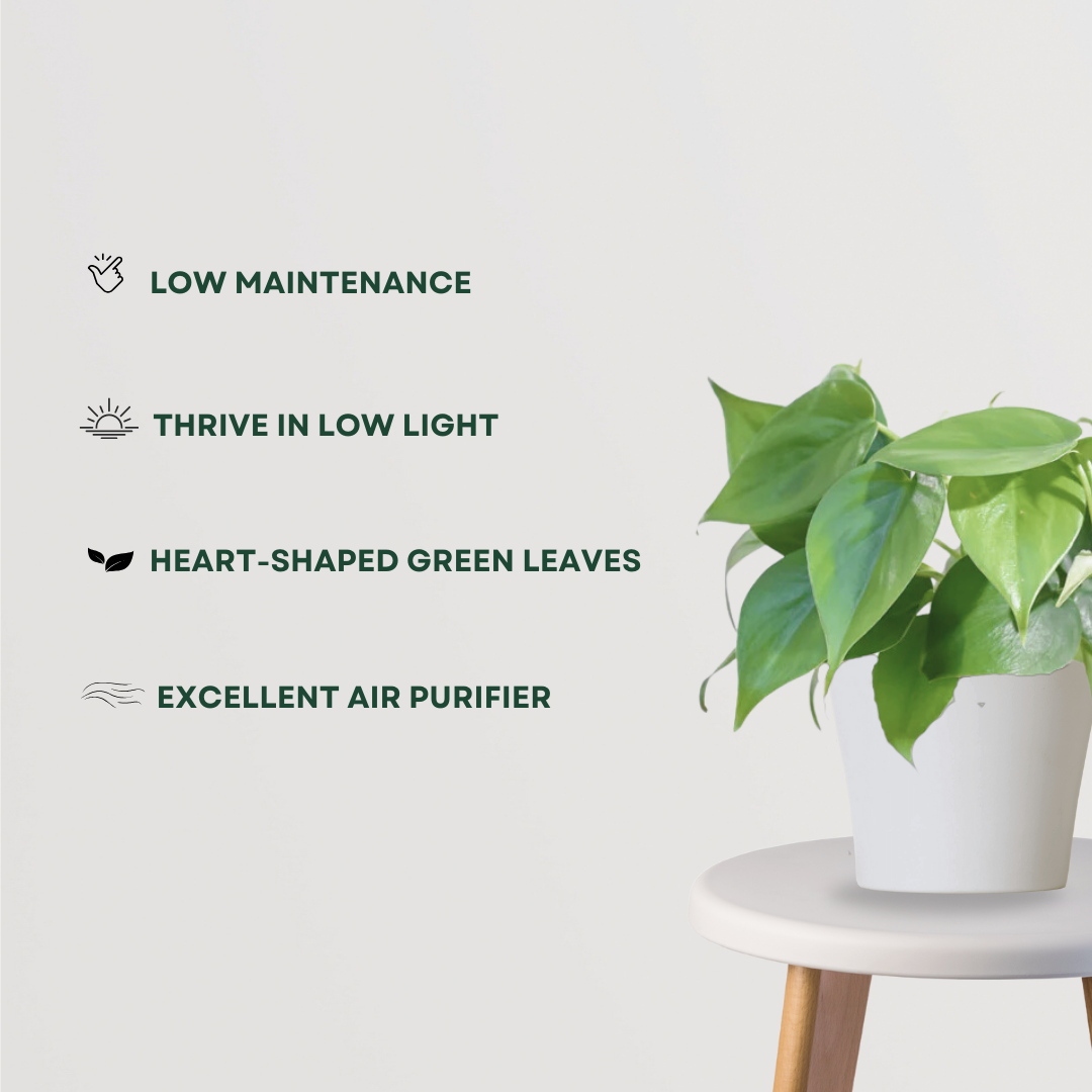 Oxycardium philodendron indoor vine
