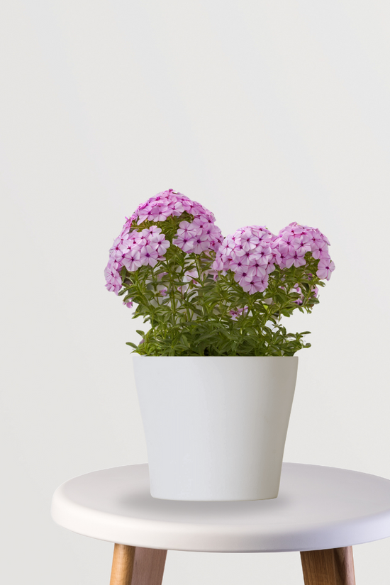 Phlox plant with colorful flowers
