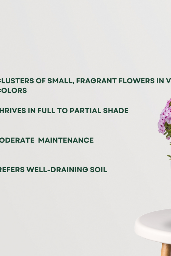 Phlox plant with colorful flowers
