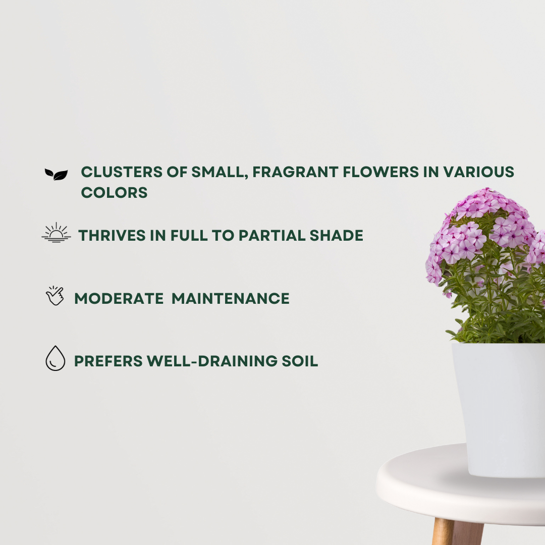 Phlox plant with colorful flowers
