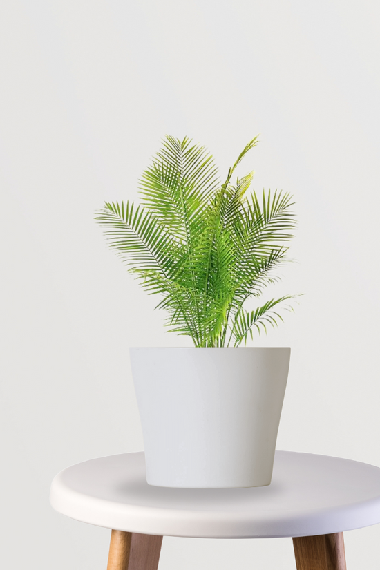 Pygmy Date Palm plant
