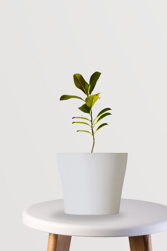 Pink jackfruit tree sapling
