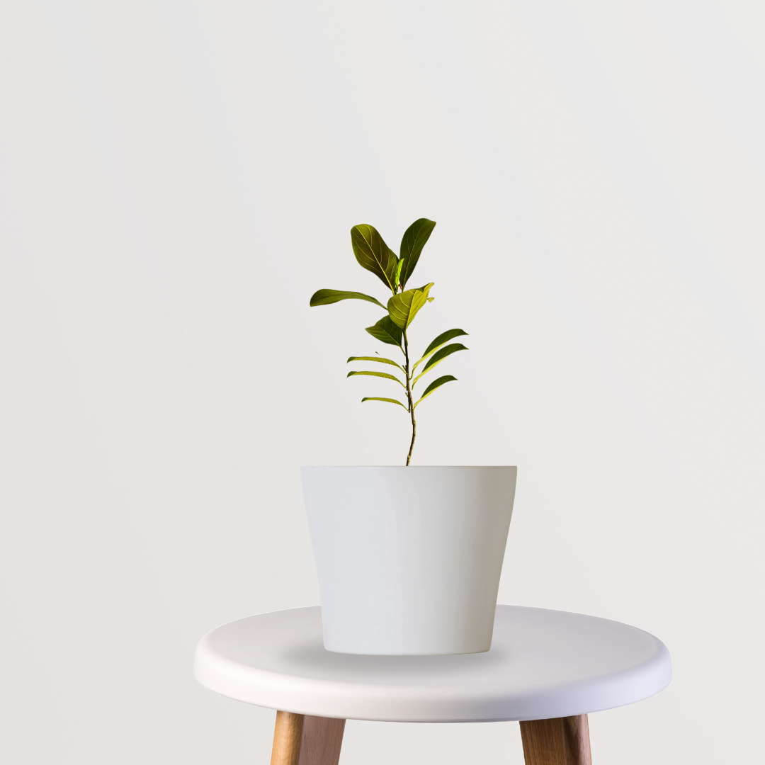 Pink jackfruit tree sapling
