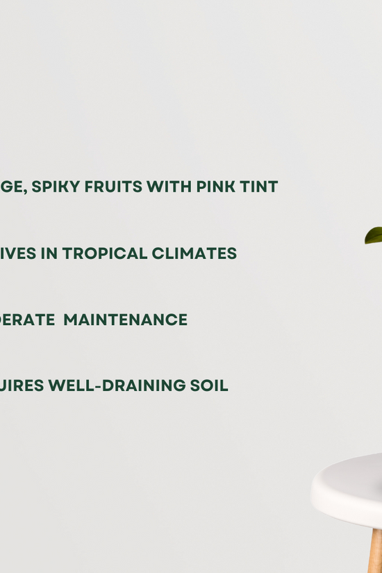 Pink jackfruit tree sapling
