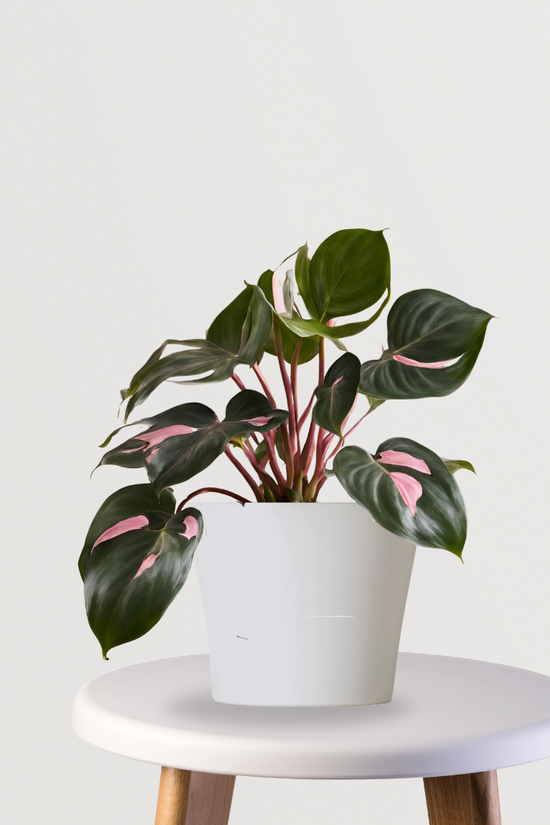Pink Princess Philodendron
