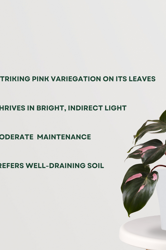 Pink Princess Philodendron
