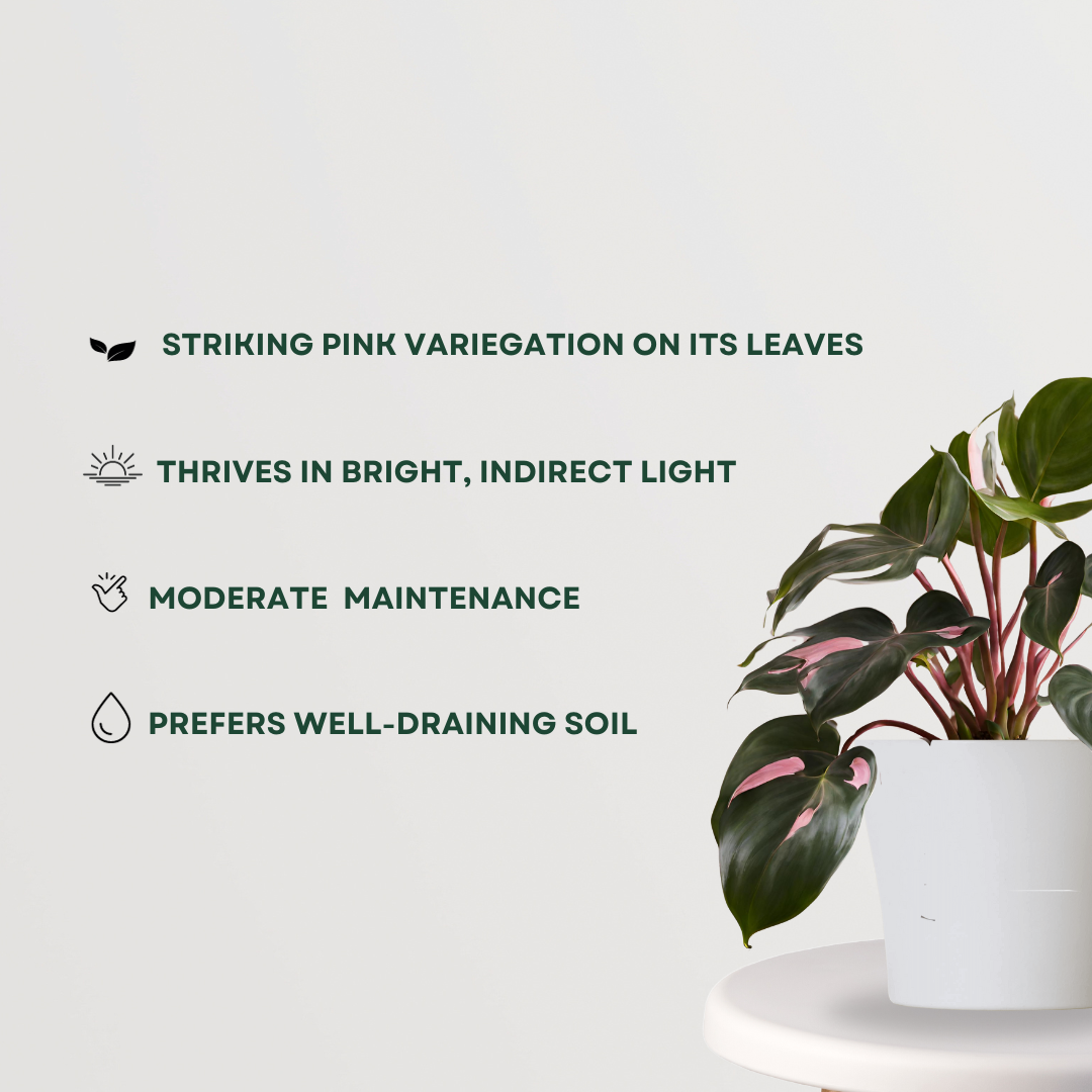 Pink Princess Philodendron

