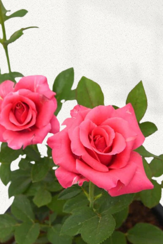 Pink flowering rose plant for garden
