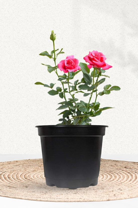 Multi-color rose flowering plant
