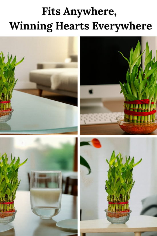 Lucky Bamboo 3‑layer in glass bowl shown on coffee table, office desk, dining table and side table, indoor placement ideas