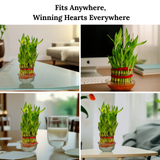 Bamboo plant in a glass container with text 'Fits Anywhere, Winning Hearts Everywhere' displayed in various indoor settings.