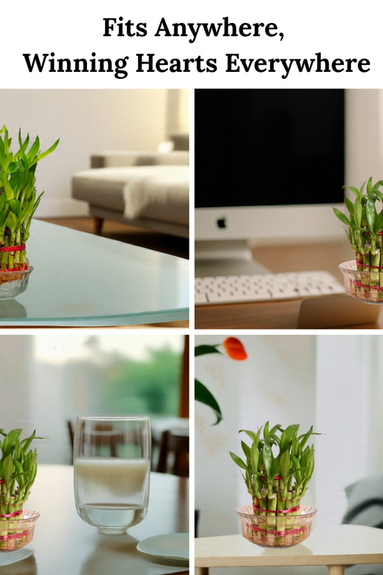 Mood Board Inspiration of 2 Layer Lucky Plant Placement