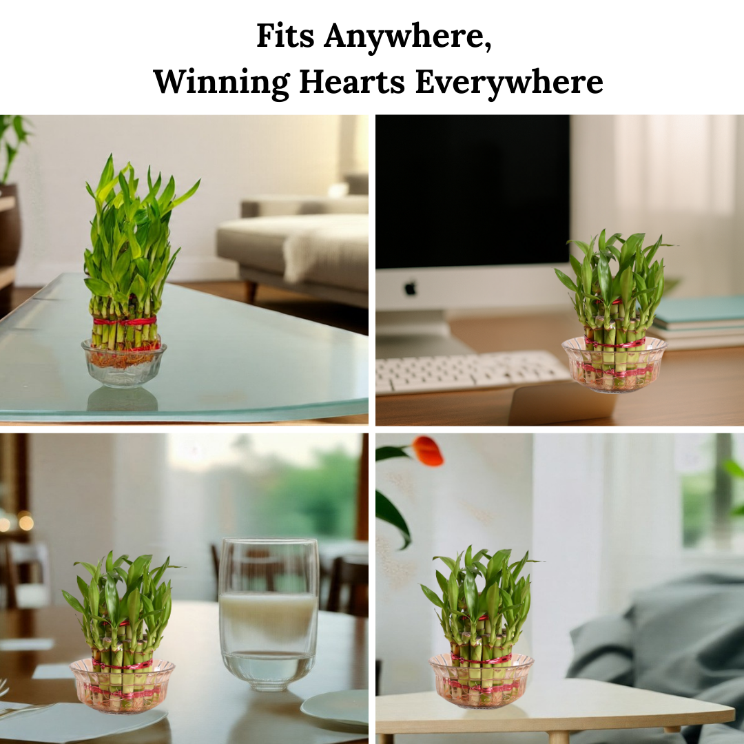 Mood Board Inspiration of 2 Layer Lucky Plant Placement