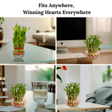 Bamboo plants in clear containers on various surfaces with text 'Fits Anywhere, Winning Hearts Everywhere'.