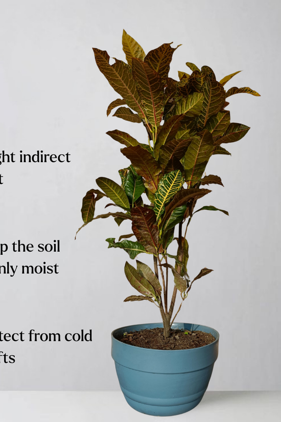 Potted plant with care instructions on a plain background