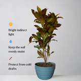 Potted plant with care instructions on a plain background