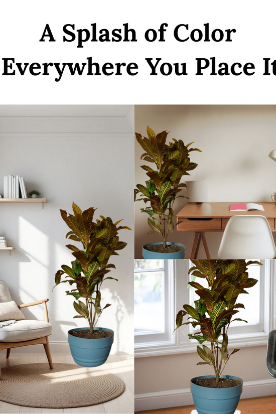 Collage of a plant in a blue pot in various indoor settings with text 'A Splash of Color Everywhere You Place It'.
