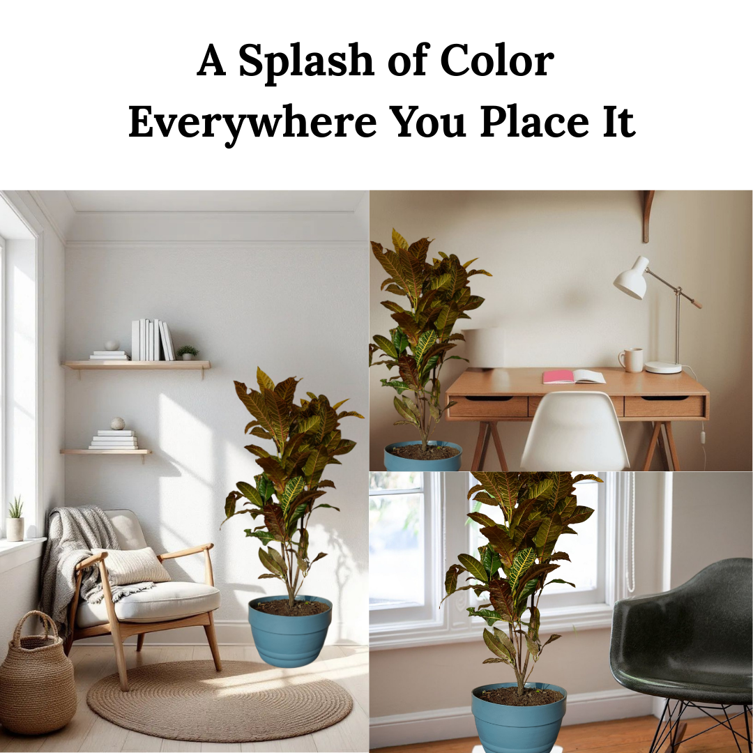 Collage of a plant in a blue pot in various indoor settings with text 'A Splash of Color Everywhere You Place It'.