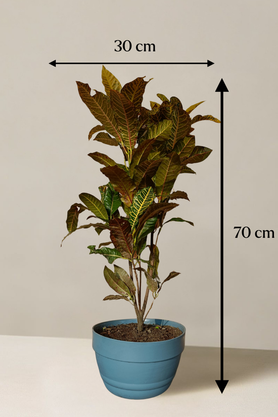 Potted plant with dimensions indicated on a plain background