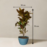 Potted plant with dimensions indicated on a plain background