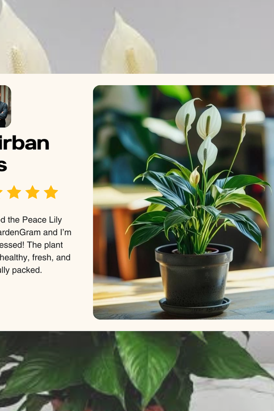 Peace Lily plant in a pot with a review card overlay on a blurred background