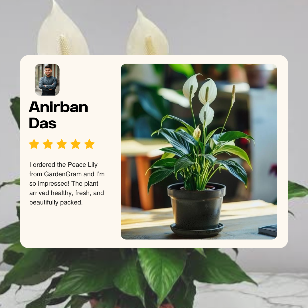 Peace Lily plant in a pot with a review card overlay on a blurred background