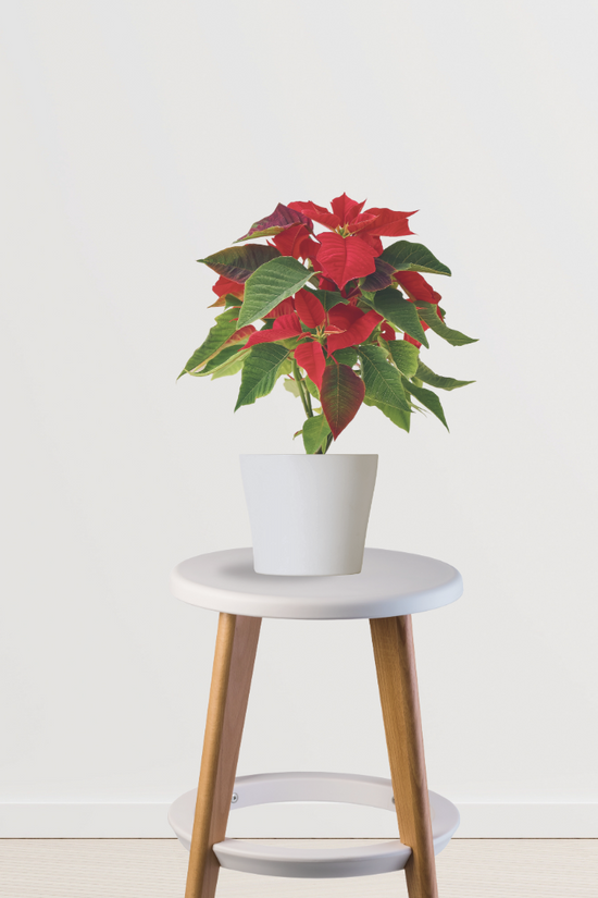Poinsettia red Christmas plant
