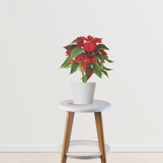 Poinsettia red Christmas plant
