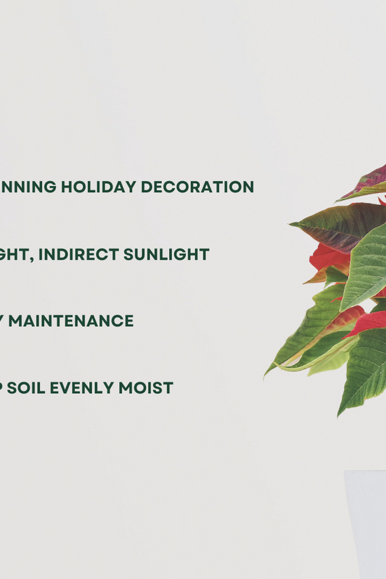 Poinsettia red Christmas plant
