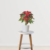 Holiday Harmony Pack (Poinsettia, Red Anthurium, Red Aglaonema)