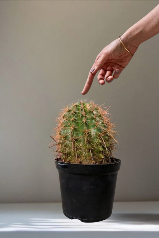 A hand is reaching out, pointing toward the top of a ball cactus in a black plastic pot