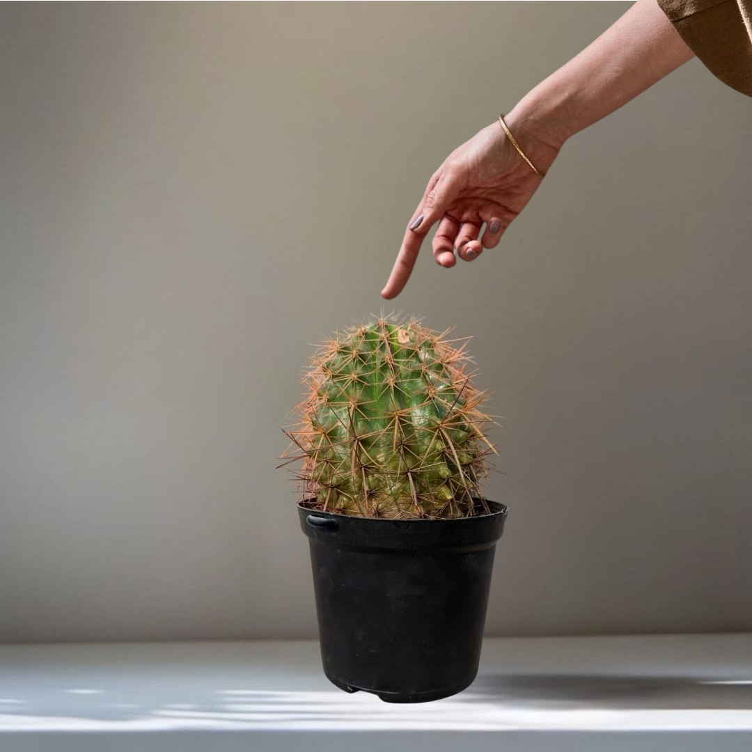 A hand is reaching out, pointing toward the top of a ball cactus in a black plastic pot