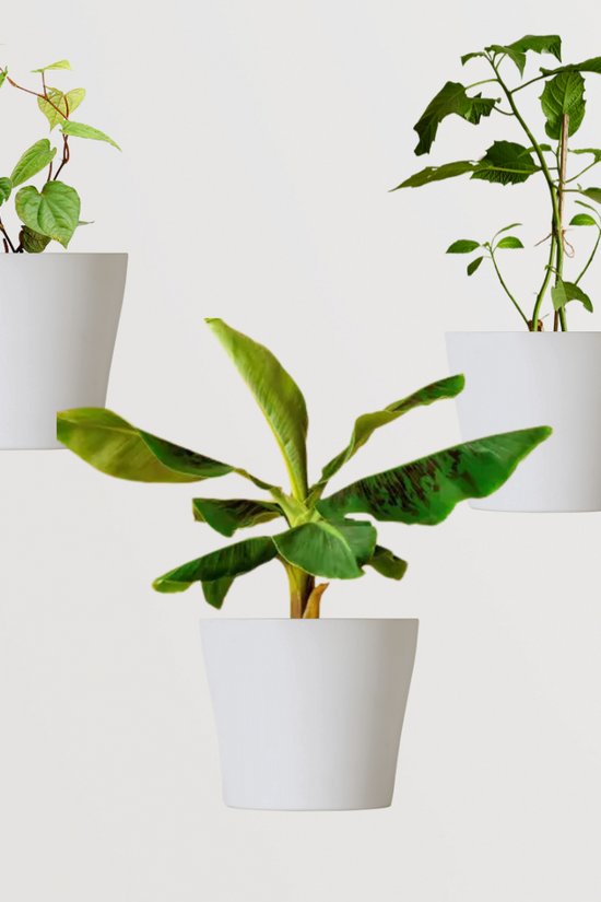 Combo of sacred pooja plants