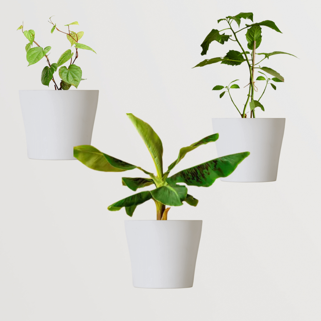 Combo of sacred pooja plants