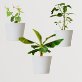 Pooja Plant Combo - Gardengram 