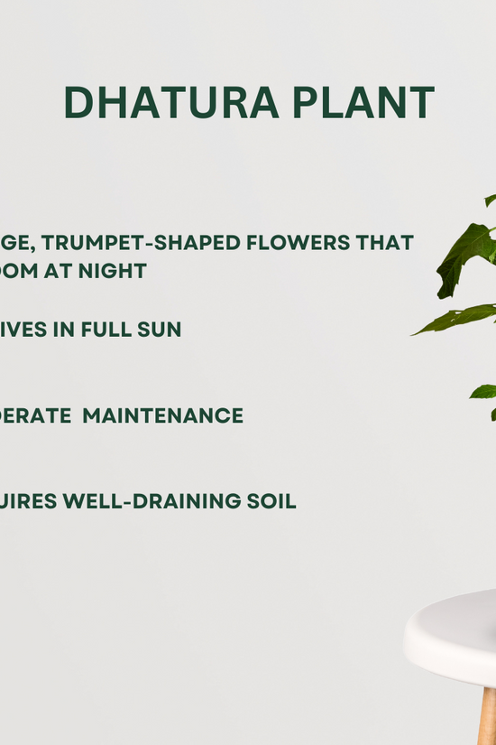 Combo of sacred pooja plants