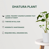 Pooja Plant Combo Dhatura Plant- Gardengram 