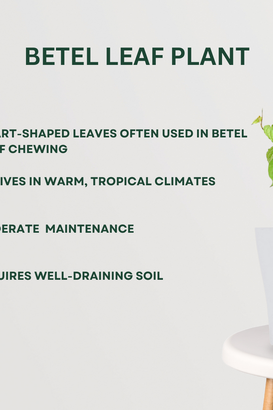 Combo of sacred pooja plants