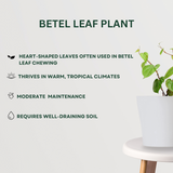 Pooja Plant Combo Betel Leaf Plant - Gardengram 