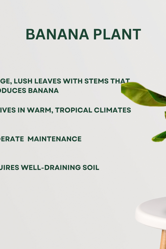 Combo of sacred pooja plants