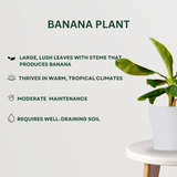 Pooja Plant Combo Banana Plant- Gardengram 