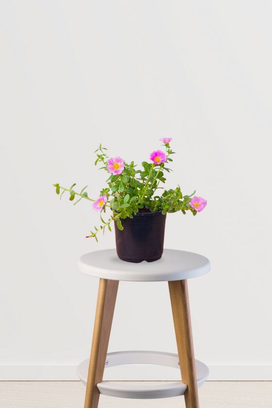 Portulaca moss rose plant
