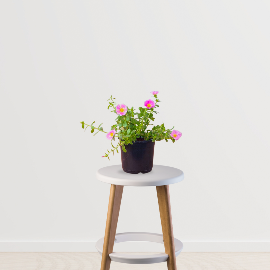 Portulaca moss rose plant
