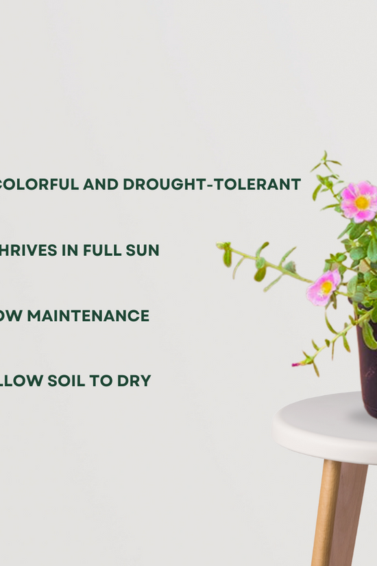 Portulaca moss rose plant
