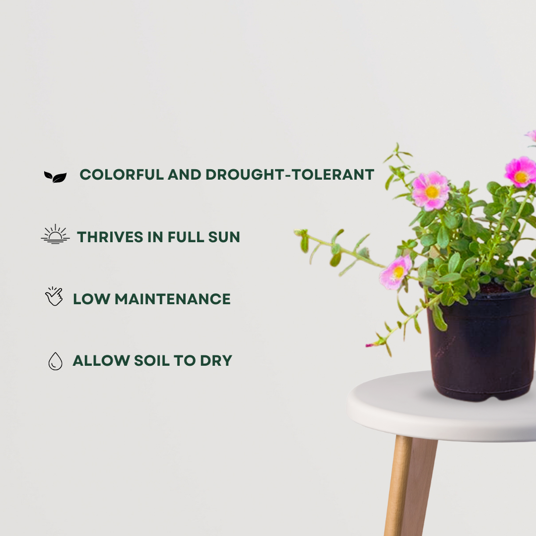 Portulaca moss rose plant
