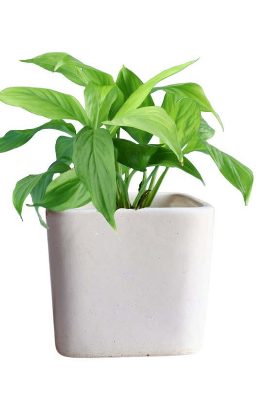 Plain white square ceramic pot