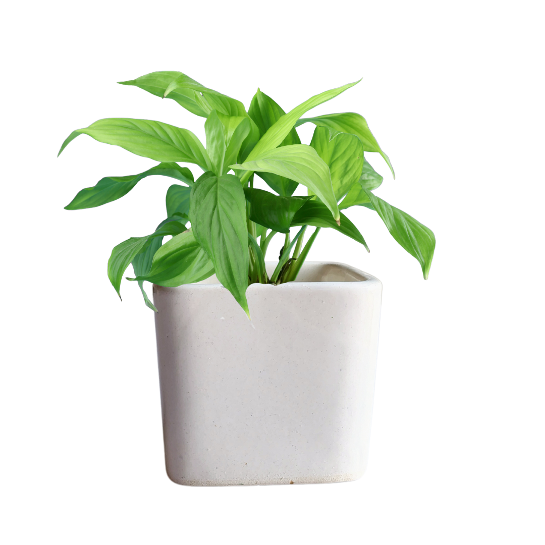 Plain white square ceramic pot