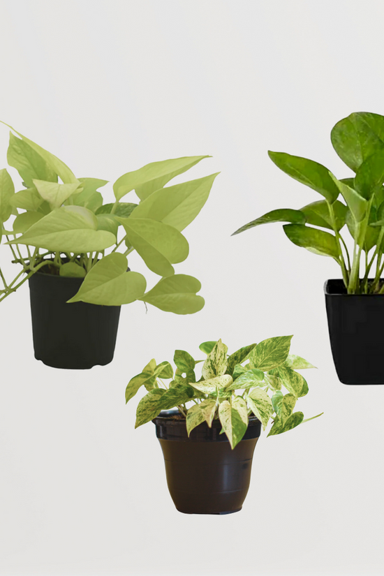 Golden & Marble Queen Pothos combo