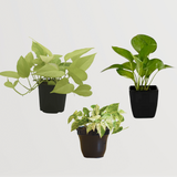 Pothos Plant Combo - Gardengram